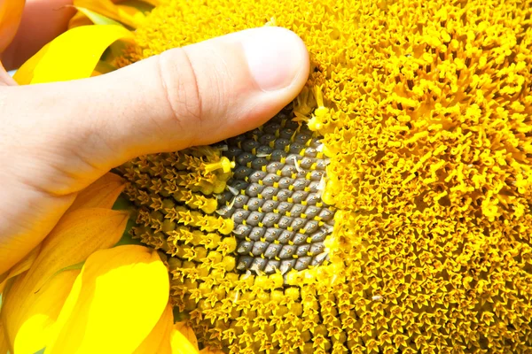 Checking ripe sunflower — Stock Photo, Image