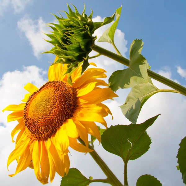 Two sunflowers — Stock Photo, Image