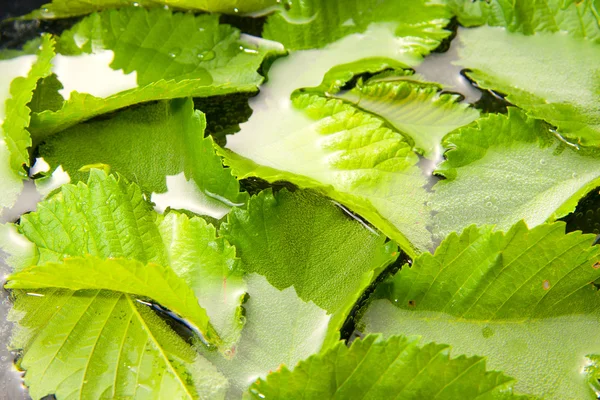 Close up of Leaves — Stock Photo, Image