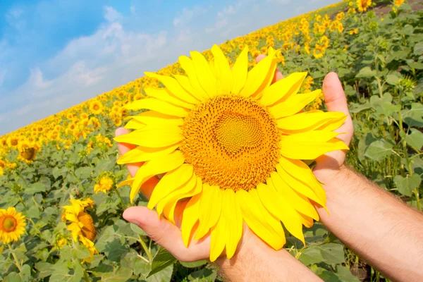 Sunflower in palms — Stock Photo, Image
