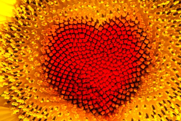 Sunflower heart — Stock Photo, Image