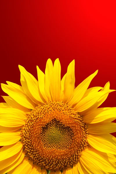 Auringonkukka — kuvapankkivalokuva