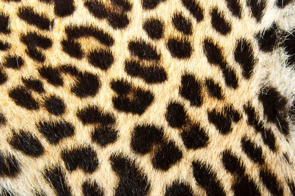 Leopardenfell Hintergrund — Stockfoto