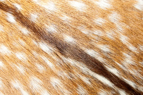Gazelle sfondo — Foto Stock