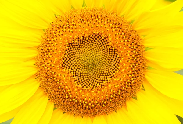 Auringonkukan pää — kuvapankkivalokuva