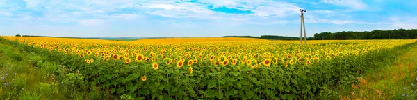 Slunečnicová pole panorama — Stock fotografie
