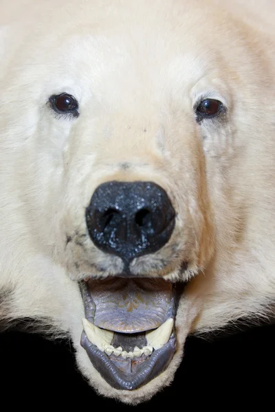 Björn öppen mun — Stockfoto