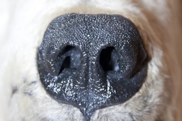Полярного ведмедя в ніс — стокове фото