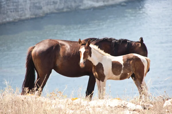 stock image Horse family