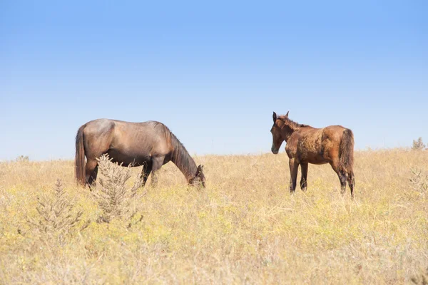 Två hästar — Stockfoto
