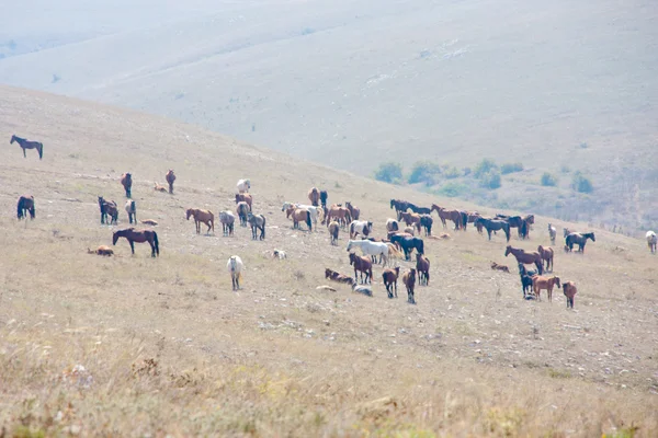 stock image Grazing Horses