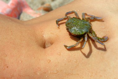 Sea crab on wet woman clipart
