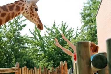 zürafa Hayvanat Bahçesi