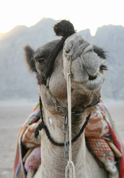Camel in desert — Stock Photo, Image