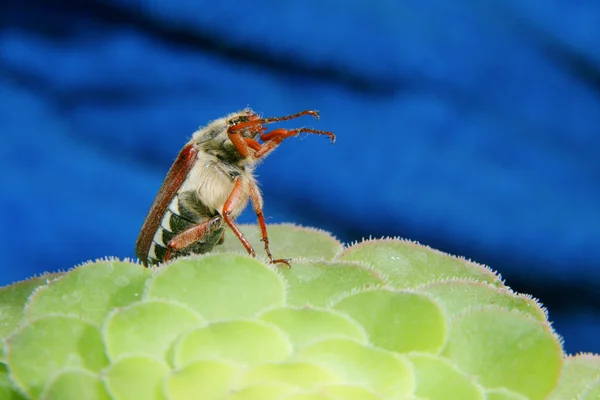 Escarabajo de mayo —  Fotos de Stock