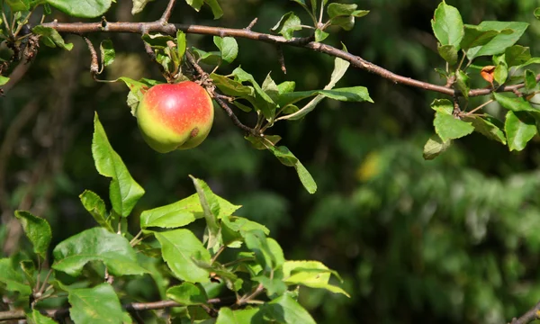Manzana madura —  Fotos de Stock