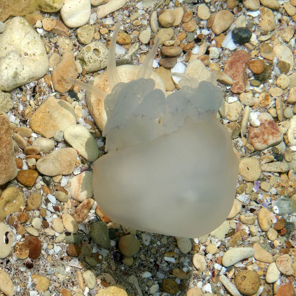 Víz alatti medúza — Stock Fotó