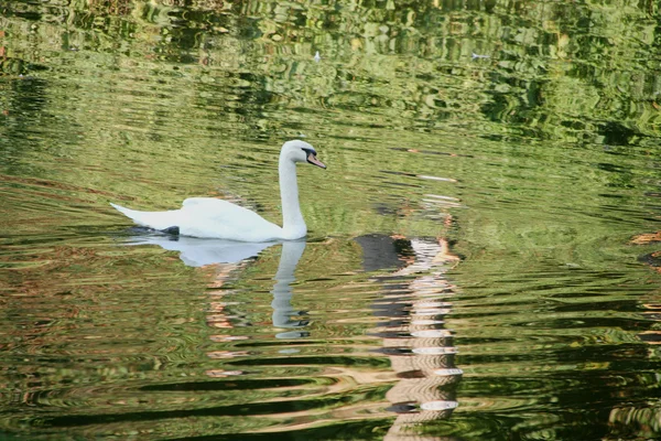 Stock image White swan