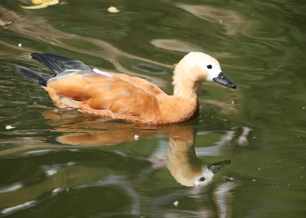 Pato de Mallard — Foto de Stock