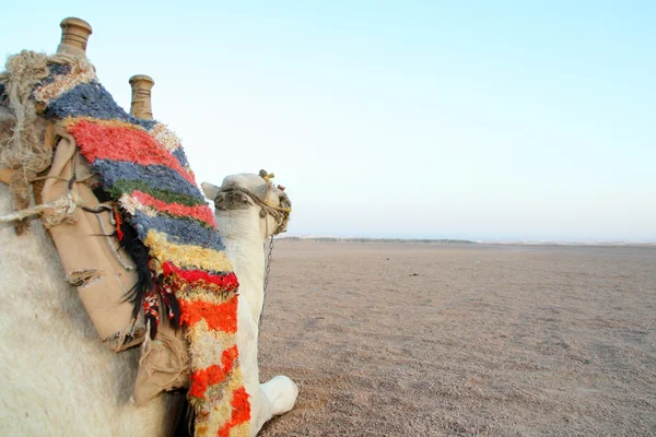 Camelo no deserto — Fotografia de Stock