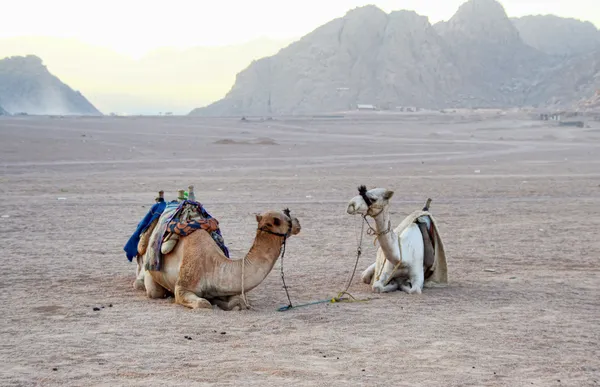 Dos camellos — Foto de Stock