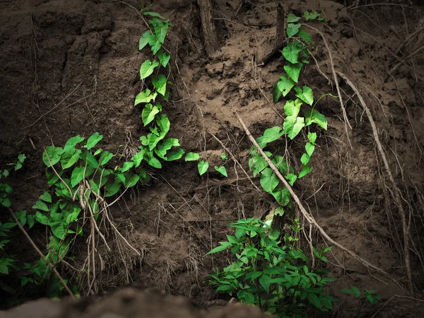 Grön växt — Stockfoto