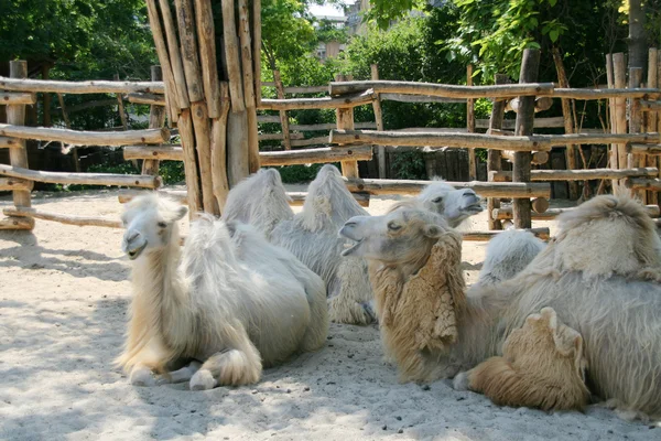 Kamelen familie — Stockfoto