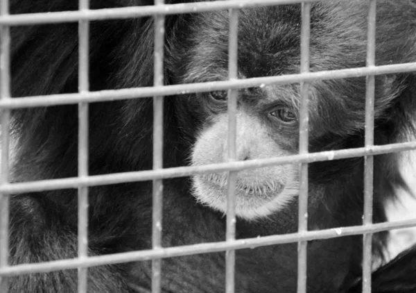 关在笼子里的猴子 — 图库照片