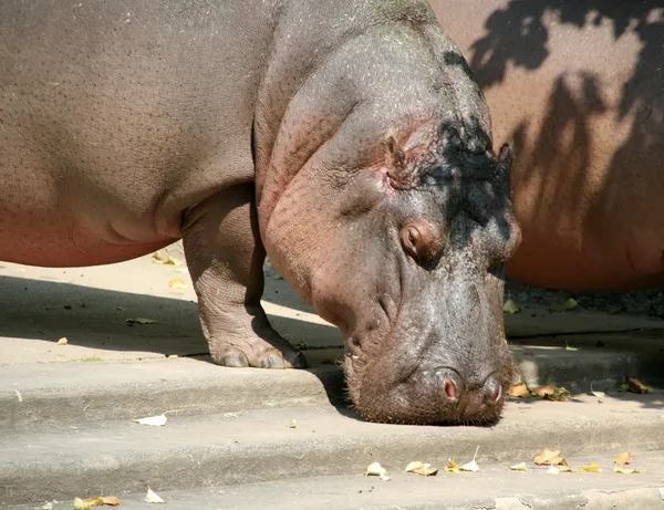 Big hippopotamus — Stock Photo, Image