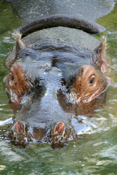 Swimming hippopotamus — Stock Photo, Image