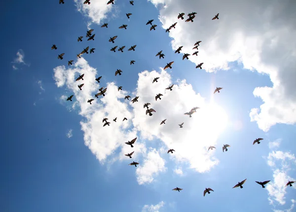 鳥の群れ — ストック写真