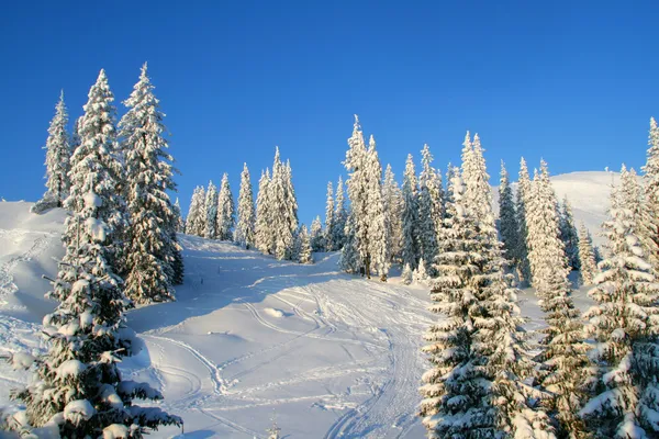Snowcapped pines — Stock Photo, Image
