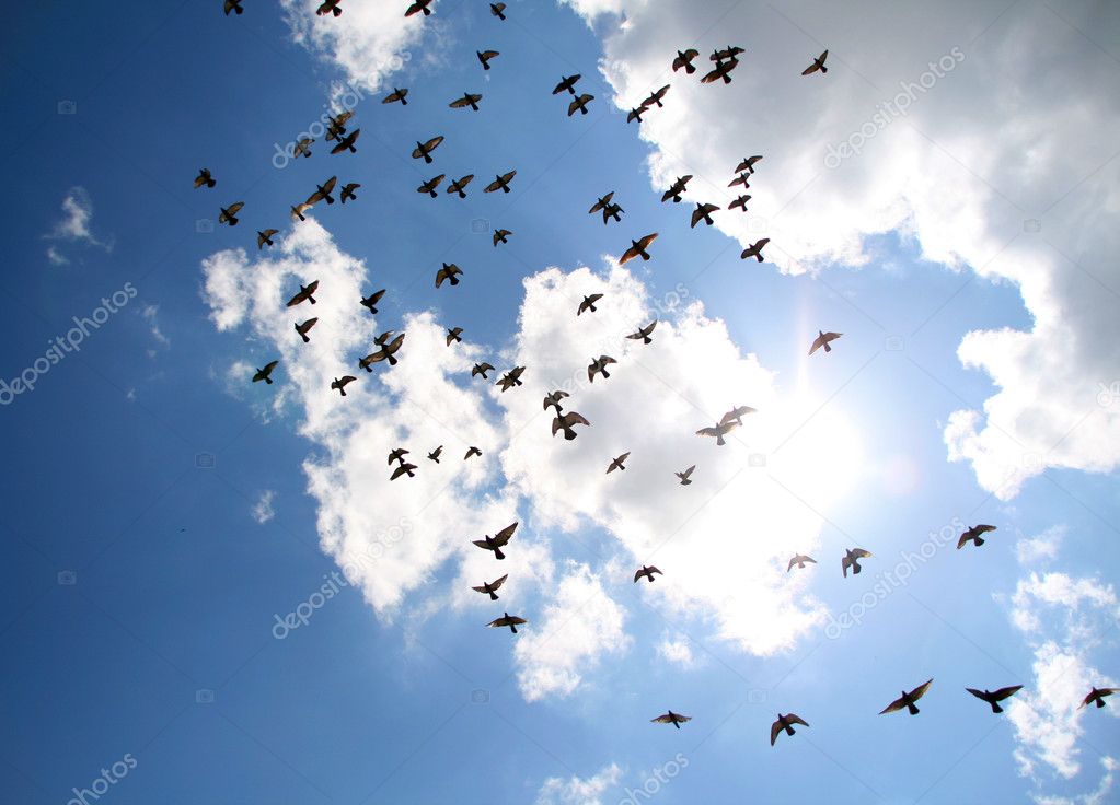 Flock Of Birds Stock Photo By ©nomadsoul1 3864638