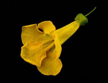 Allamanda cathartica