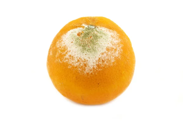 Rotten orange — Stock Photo, Image