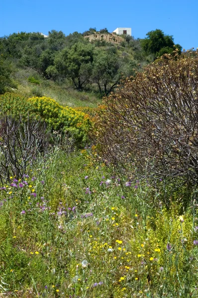 stock image Mediterranean vegetation