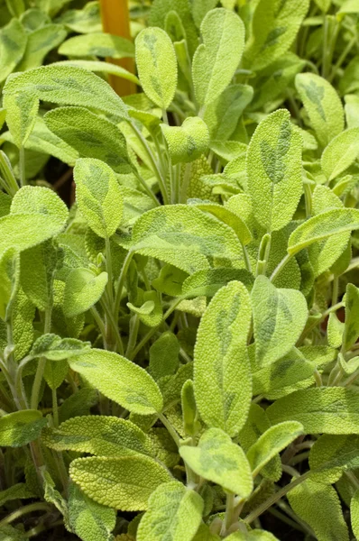 Salvia officinalis L. jecterina — Φωτογραφία Αρχείου