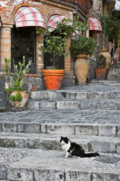 Cat sitting on alley steps — Stock Photo, Image