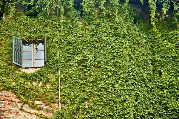 stock image Window and ivy