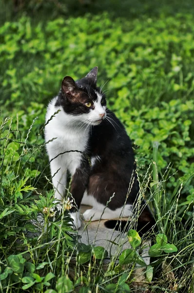 Zwarte en witte kat — Stockfoto