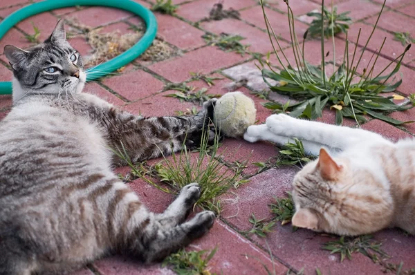 Cats playing — Stock Photo, Image