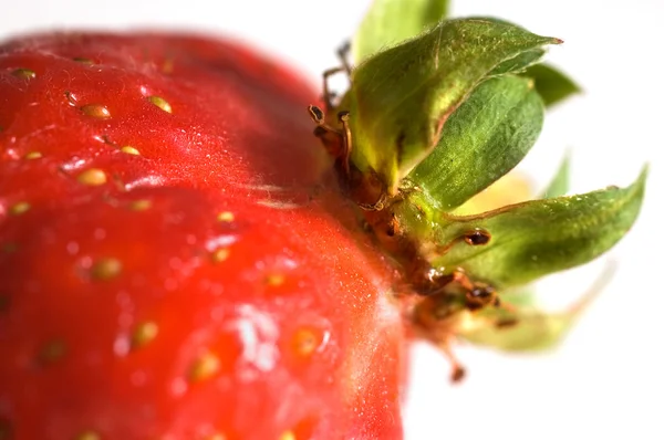 stock image Strawberry