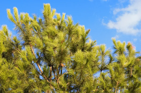 stock image Pine tree