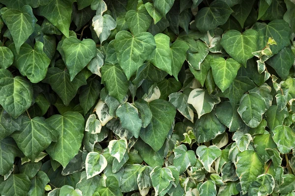 stock image Ivy leaves