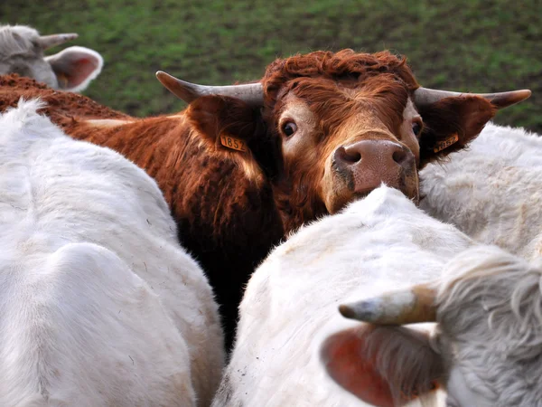 Un toro con mucche — Foto Stock