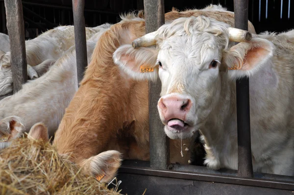 Cows eating — Stock Photo, Image