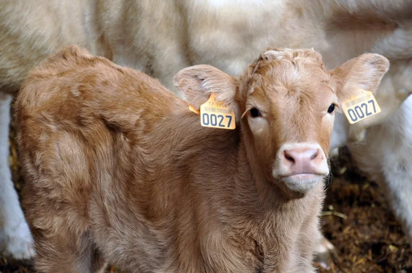 A very young calf — Stock Photo, Image