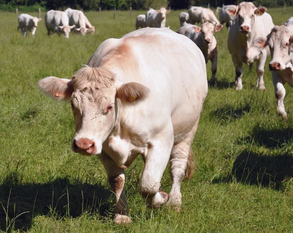 Eine Herde Kühe — Stockfoto