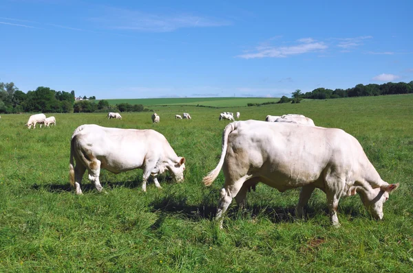 Krávy v poli — Stock fotografie