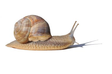 Gastropod